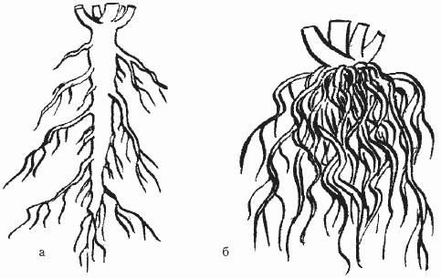 Какие сходства и различия между мочковатой и стержневой корнеными системами