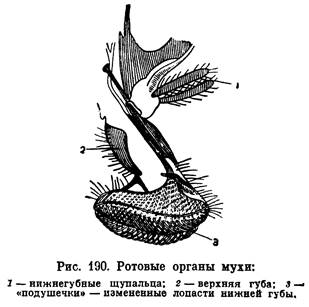 .будова ротового апарату мухи зарание .; )
