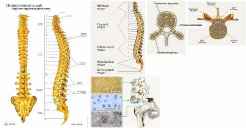 Какие особенности состава и строения позвоночника обеспечивают и гибкость тело человека?