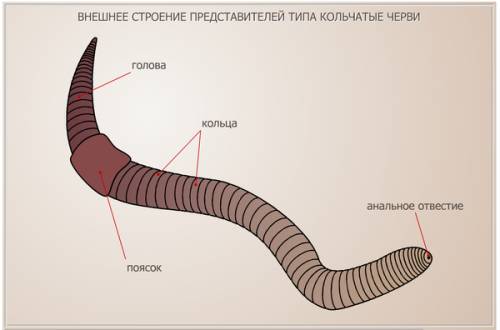 Рисунок дождевого червя и его особенности