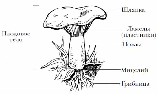 Рассмотрите рисунок и подпишите части тела шляпочного гриба отмеченные цифрами