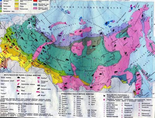 Условные обозначение групп животных в тундре зона лесов