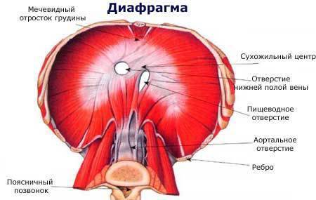 Что такое диафрагма? какие функции она выполняет?