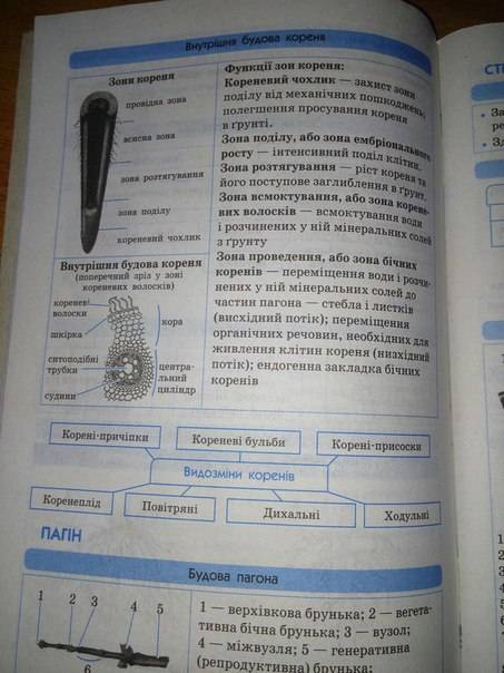 Какие бывают видоизменения корня их: видоизменение,строение и какую функцию они выполняют?