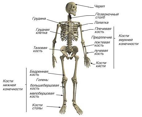 Таблица строение костей верхней и нижней конечности