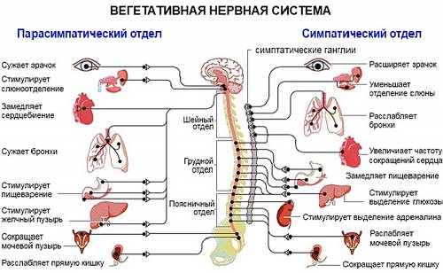 Вспомни сто такое вегетативная нервная система внг из каких подотделов она состоит