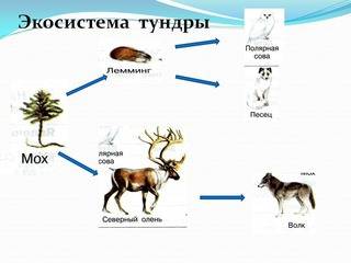 Надо составить схему цепи питания тундры