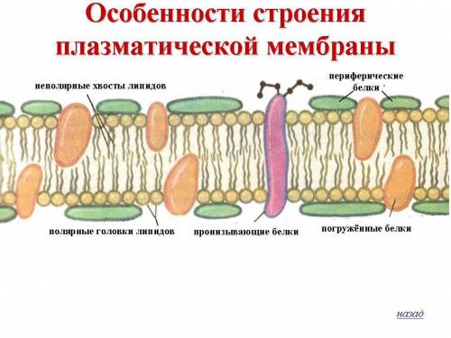 Какое строение имеет мембрана клетки какие функции она выполняет