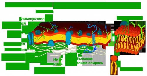 Какое строение имеет мембрана клетки какие функции она выполняет