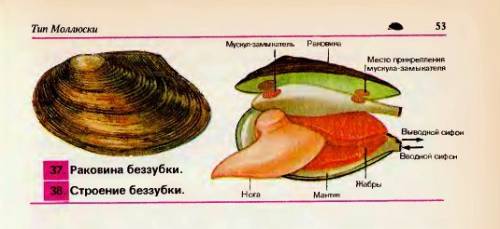 Что из нижеперечисленного расположено у беззубки за пределами мантийной полости? нога жабры кишечник