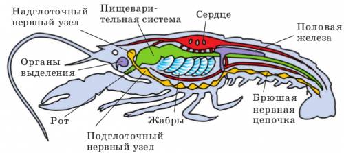 Подпиши рисунки внутренние органы речного рака