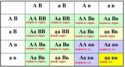 Уродителей имеющих нормальную пигментацию и курчавые волосы, родился ребёнок альбинос с гладкими вол