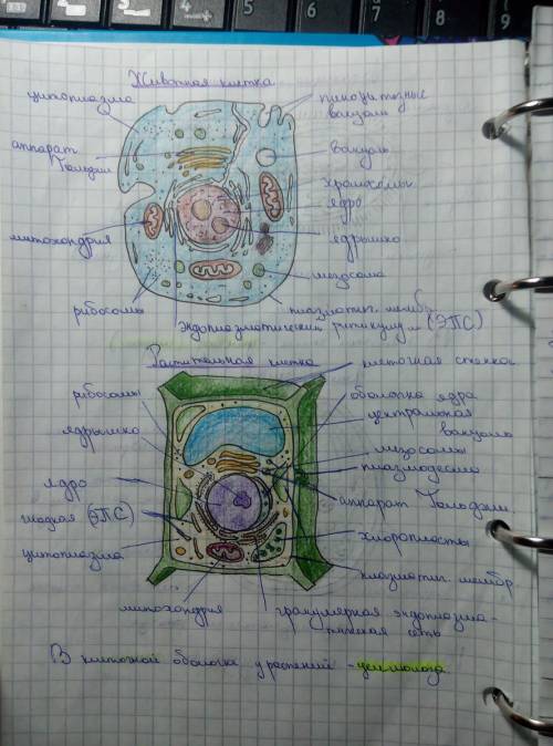 Сравнение строения клеток различных живих организмов
