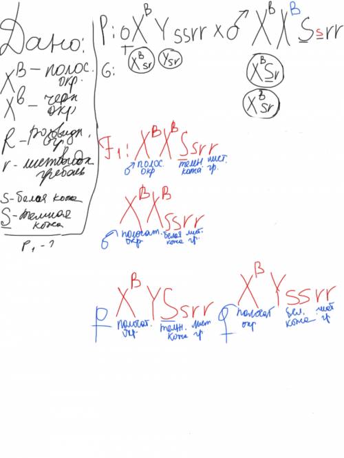 Спо генетике. у кур полосатая окраска оперения определяется доминантным сцепленным с полом геном в,