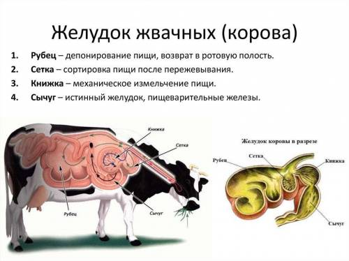 Какие млекопитающие имеют желудки более сложного , чем у человека ,строения например четырехкамерные