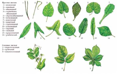 Отберите растения с простыми листьями