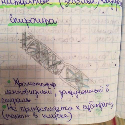 Зарисуй строение клеток хламидомонады спирогиры подпиши названия их частей 1. хламидомонада 2.спирог