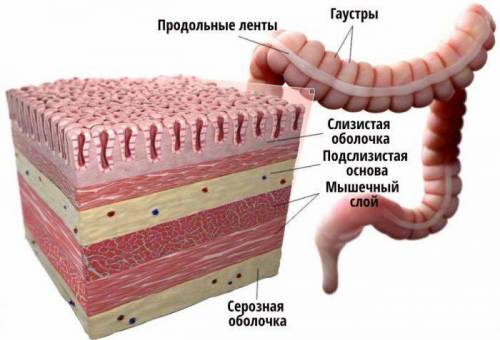 Какими слоями образована стенка пищеварительного канала?