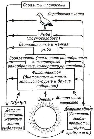 Напишите 5 цепей питания в водной среде.