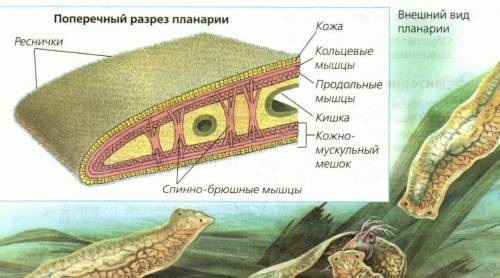 1.охарактеризуйте особенности строения плоских червей.какой образ жизни ведут ресничные черви