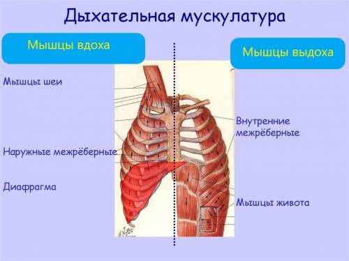 Опишите , с участием каких мышц происходит вдох , выдох