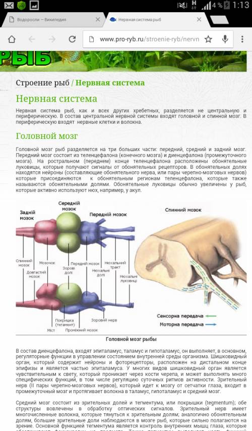 Какое строение имеет нервная система рыб?