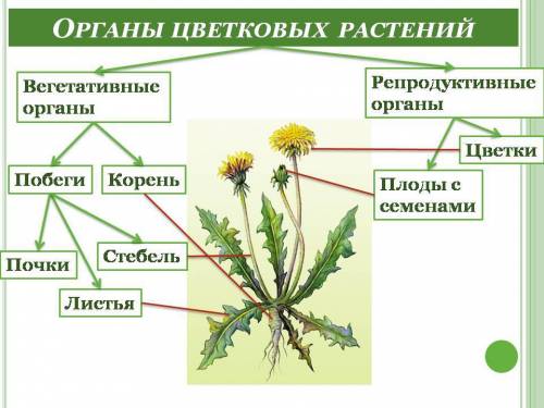 Сделать таблицу фроглотация. органы. растения.