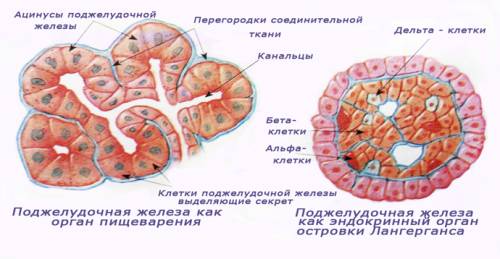 Какая железа образует гормоны и пищеварительный сок