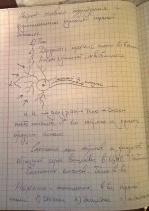 Нервная система. рефлекс. инстинкт. напишите конспект