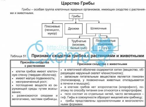 Чем клетки грибов отличаются от жывотных и растений