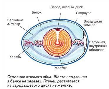 Найди зародышевый диск обьясни его расположение