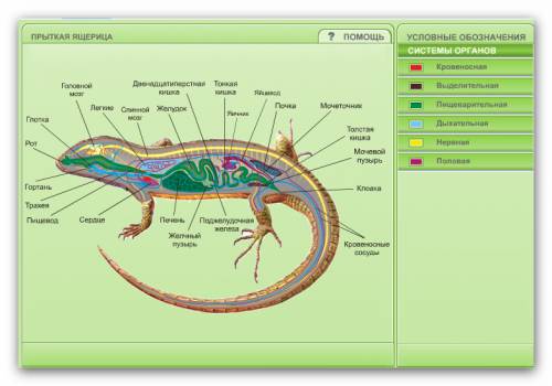 Описание внутренного строения ящерицы