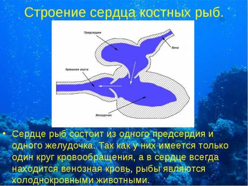 1) рассмотрите жабры рыбы. определите их расположение на теле. 1.1) к какой системе их относят? 2)на