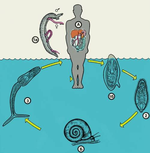 Схема жизненного цикла молочной планарии в рисунках