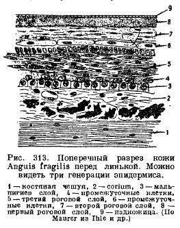 Сравните строение кожи млекопитающих и пресмыкающихся и укажите различие