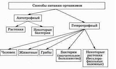 1.придумайте и нарисуйте схему, доказывающую, что минеральное питание животных и человека зависит от