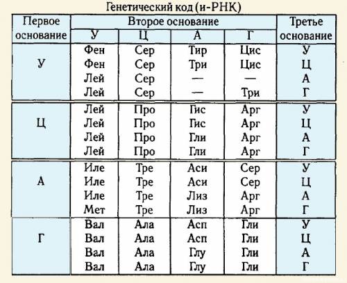 Врезультате мутации на участке гена, содержащем 6 трипле¬тов аац - тат - гац - ацц - гаа - , произош