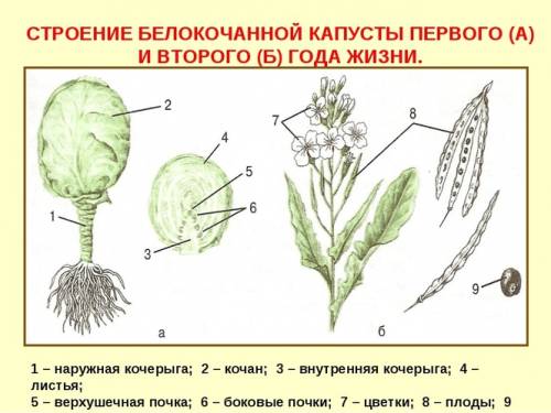 Скиньте рисунок или типо того там где находится почка, стебель, листья капусты! плз!