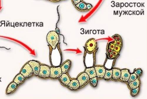 Жгутики отсутствуют у мужских половых клеток: 1) маршанции 2) кувшинки 3) ламинарии 4) хламидоминады