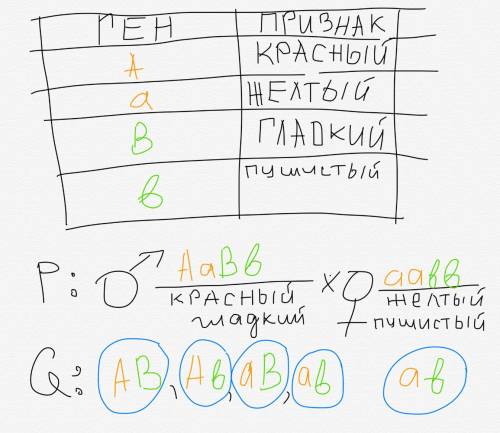 Плоды томата бывают красные и желтые, гладкие и пушистые. ген красного цвета доминирует, ген пушисто