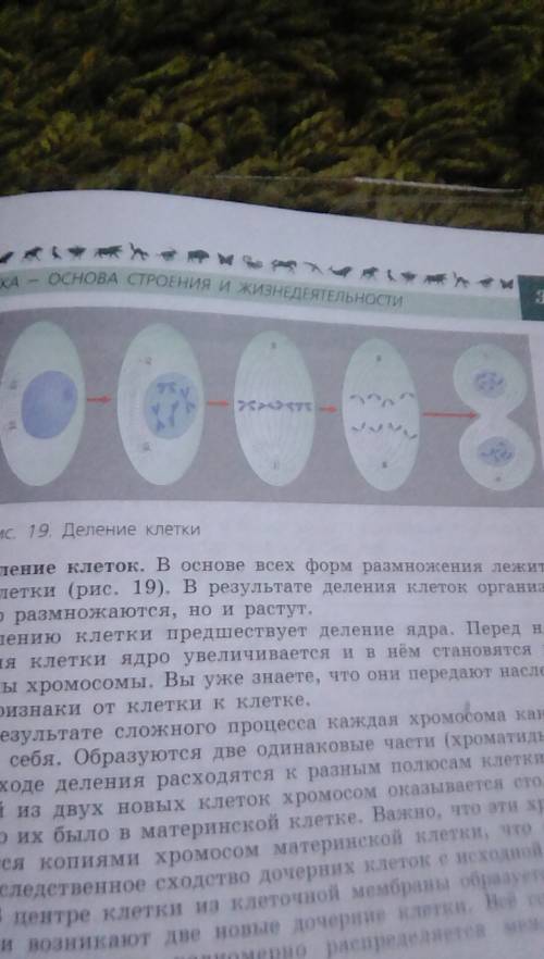 Укажите правельную последовательност стадий деления клетки