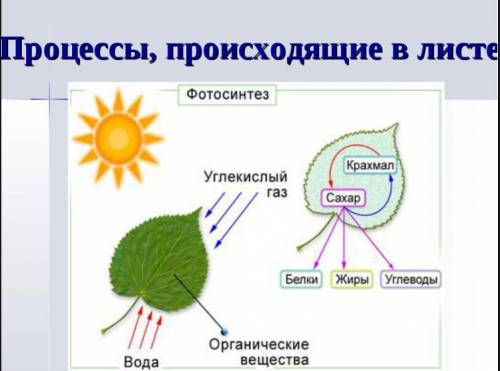 Рассмотрите рисунок образование органических веществ в процессе фотосинтеза.подпишите на нем назва