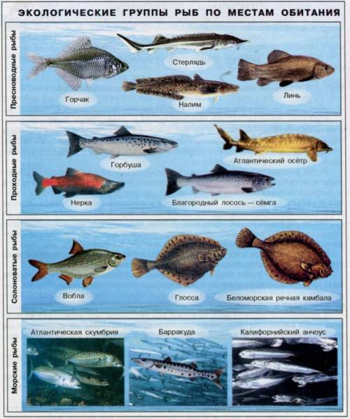 На какие группы можно разделить рыбу в зависимости от их места обитания? ?
