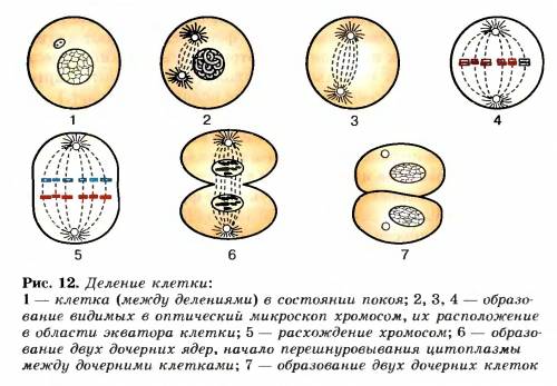 Укажите правильную последовательность стадий деления клетки с картинками всего их должно быть 8