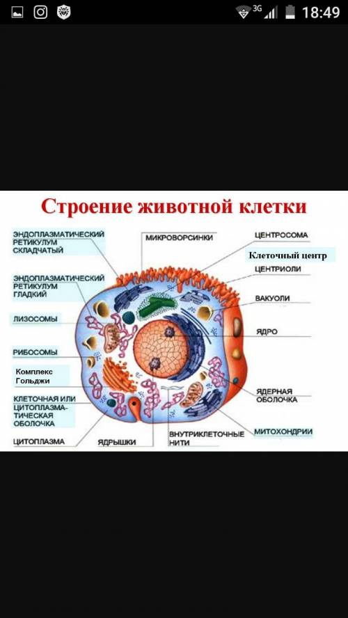 Зарисавать животный организмы клетнюю