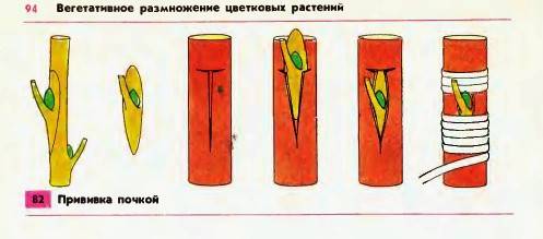 Назовите наиболее распространённые прививки растений