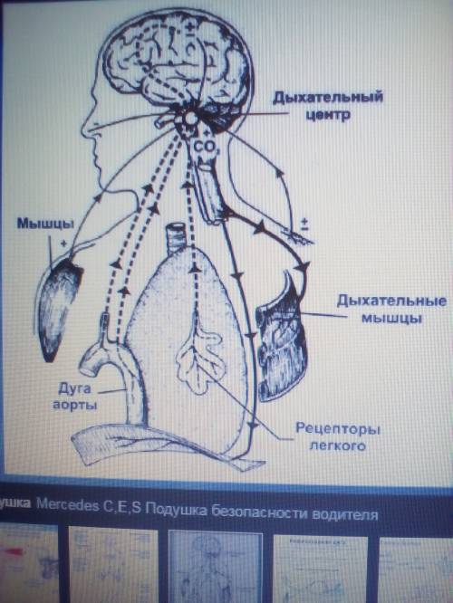 Нарисуйте схему рефлекторной дуги дыхательного рефлекса.