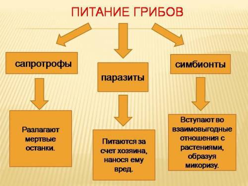 Разнообразны условия обитания и питания грибов