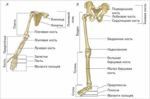 Скелет человека. осевой скелет поясов и свободных конечностей что писать