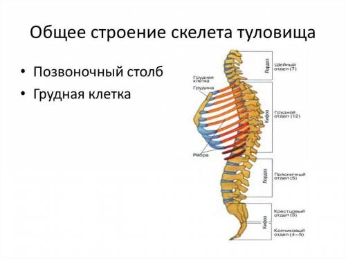 Скелет человека. осевой скелет поясов и свободных конечностей что писать